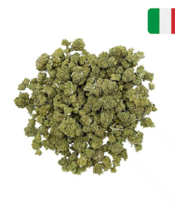 Alternative view of Cannatonic CBD – Small Bud – Glass-House
